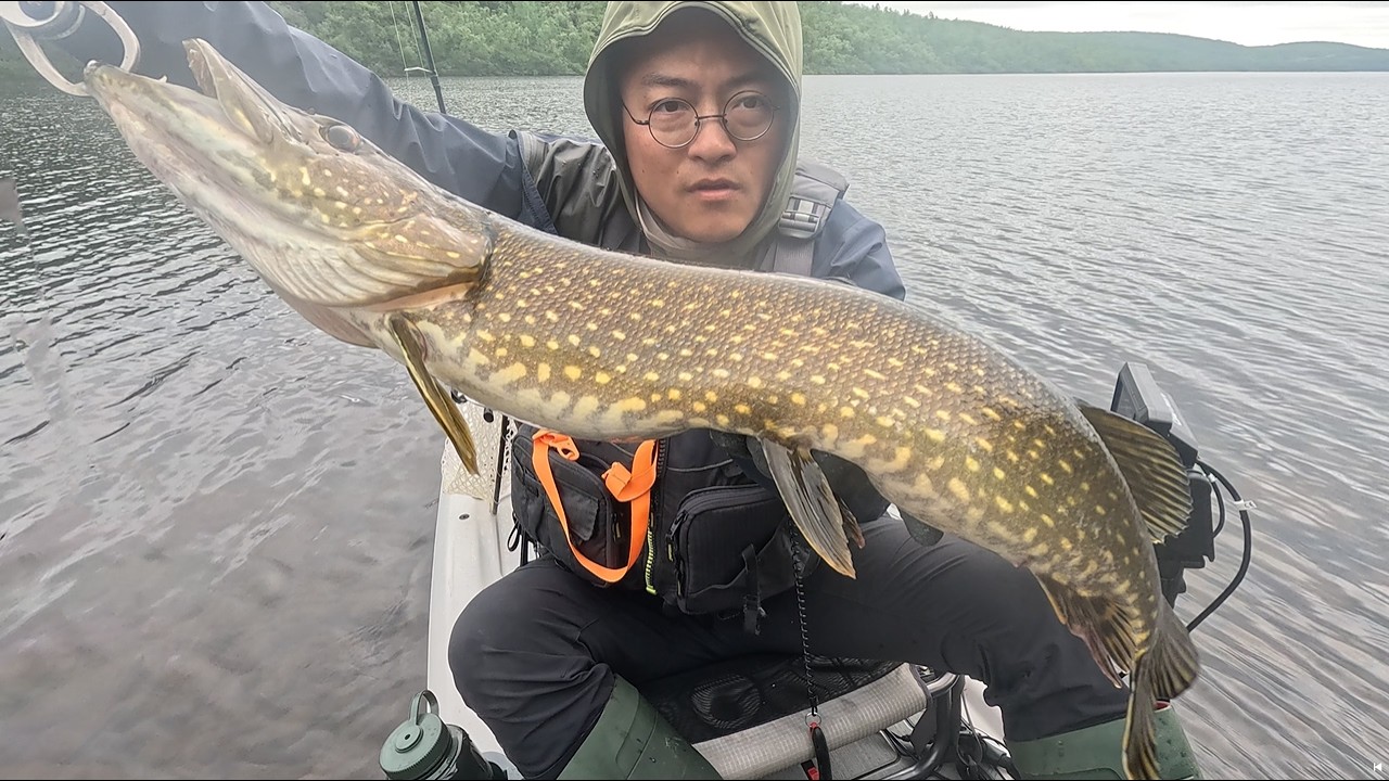 北极也有“热带雨林”？巨型狗鱼一口吞下野鸭 Pike fishing in the Arctic Jungle