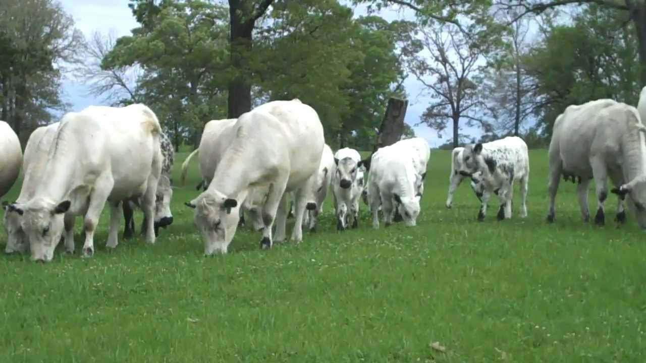 British White Cows & Calves - Spring Walk Thru the Cow/Calf Herd - March 21, 2012