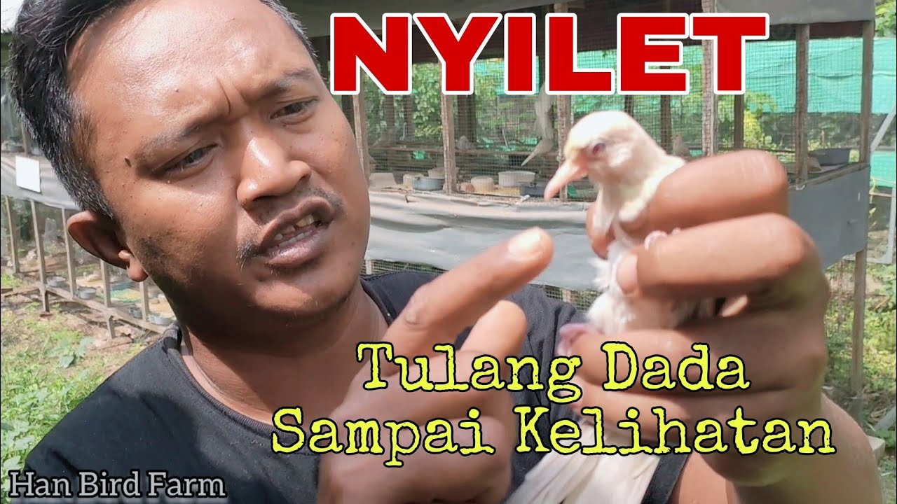 Cara Mengobati Perkutut NYILET Perkutut Kurus