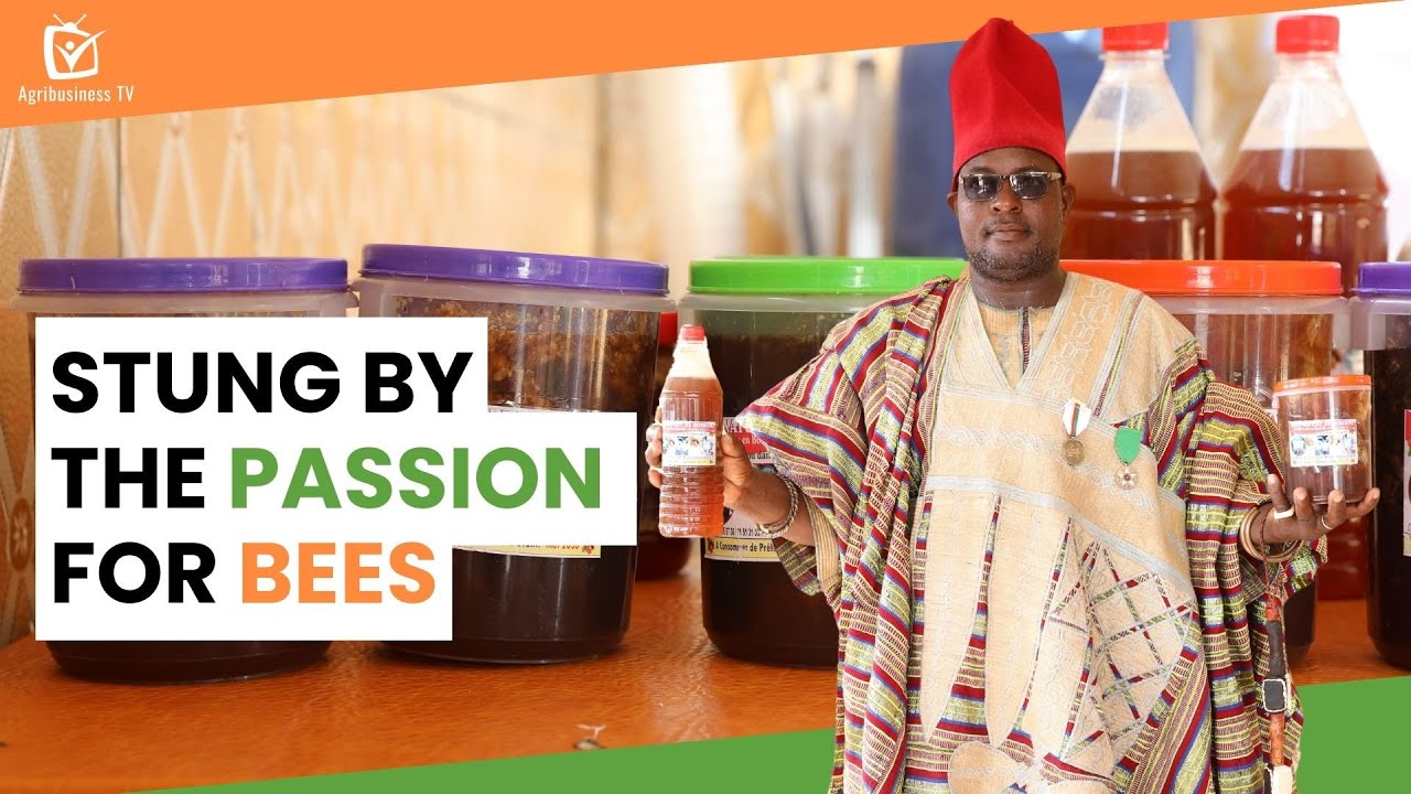 Burkina Faso: Stung by the passion for bees