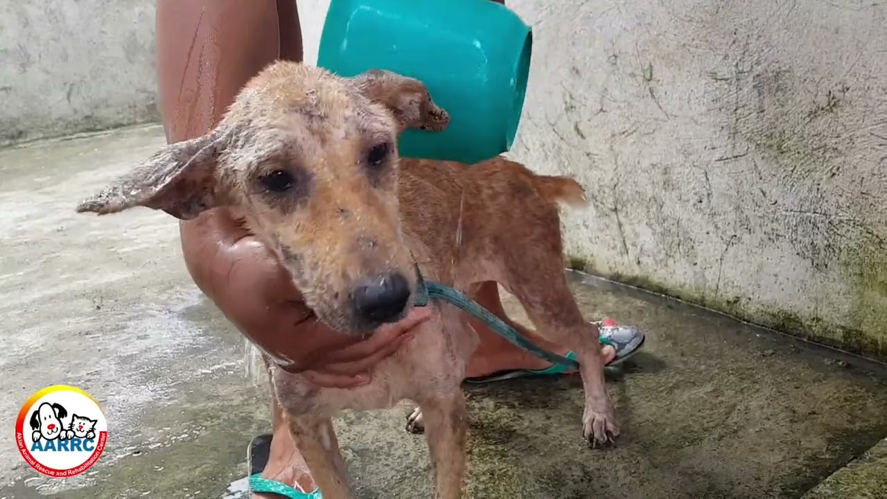 Chubby's Arrival, Bathing dogs with amitraz and Cleaning cats ears | AARRC 🇵🇭