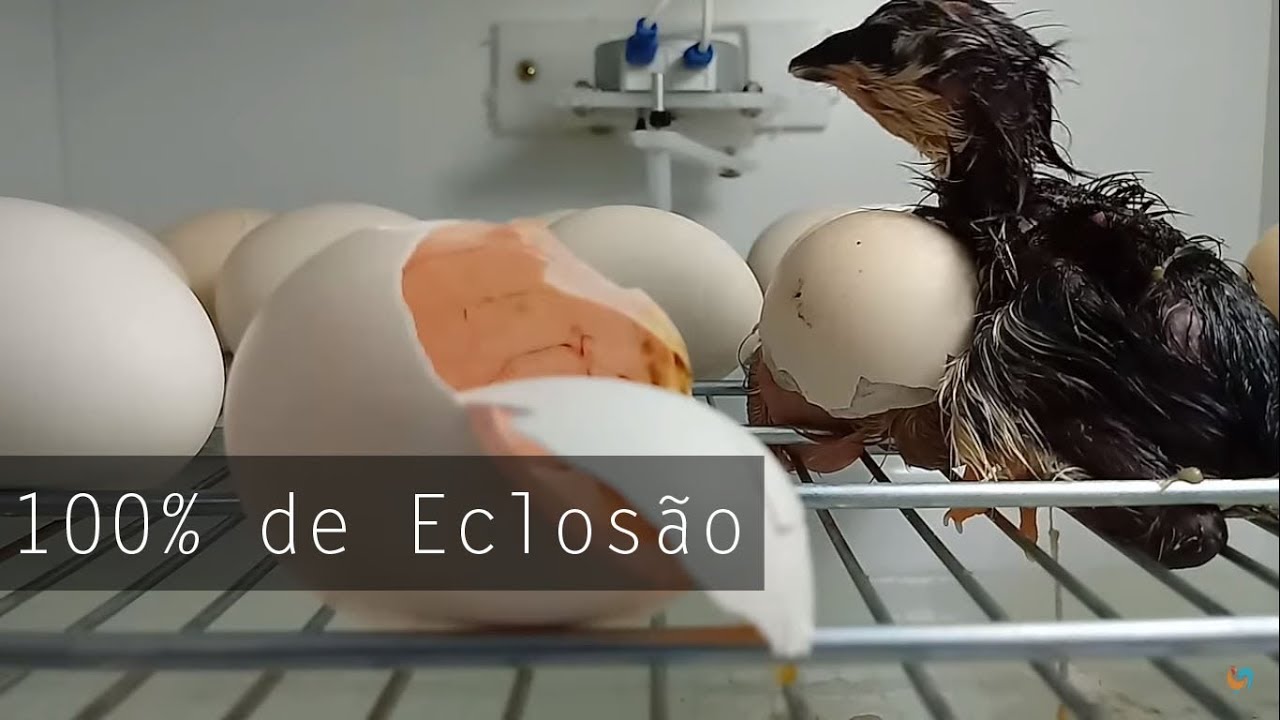 10 SUPER DICAS PARA TER 100% DE ECLOSÃO - GARANTIDO