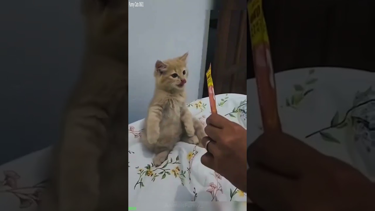 Cat Funny Videos 😼 Kitten meowing 🥰 # Episode 8968
