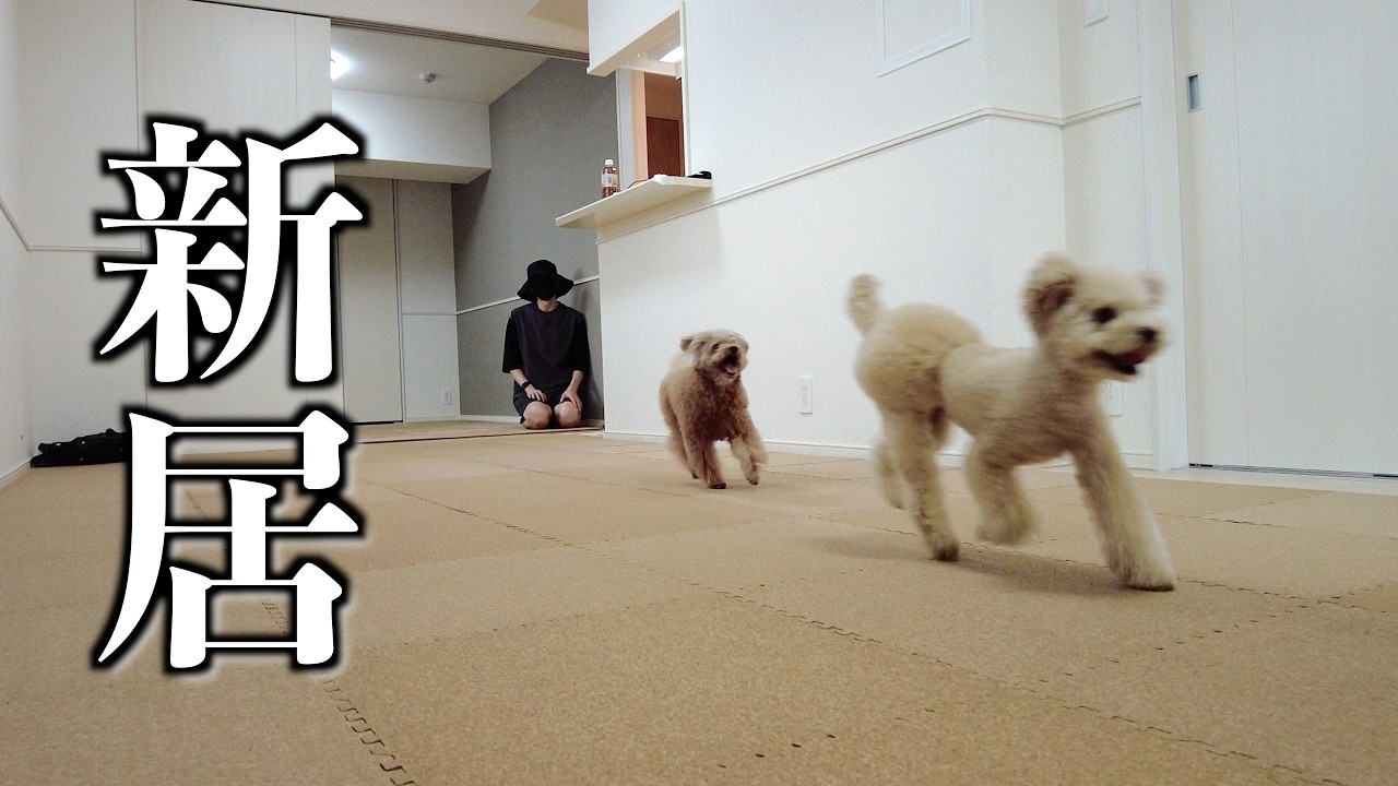 新居にマットを敷き詰めたら愛犬が大歓喜しました♪ 【トイプードル】
