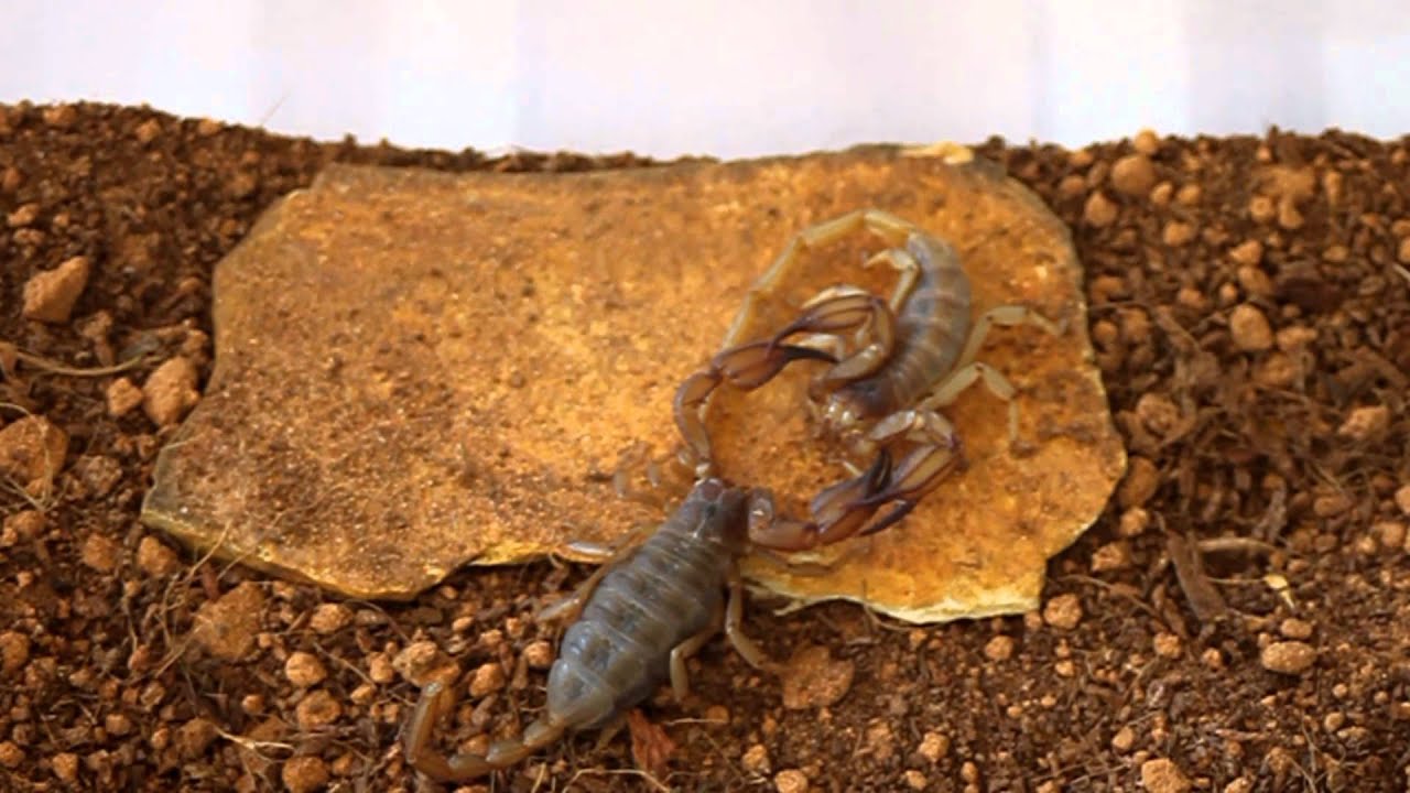 Flinders Ranges Scorpions Mating (Urodacus Elongatus)