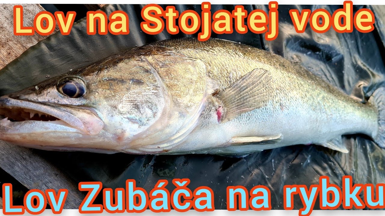 Lov Zubáča na Stojatej vode/Lov Candáta/Lov Zubáča na rybku/ ZANDER FISHING