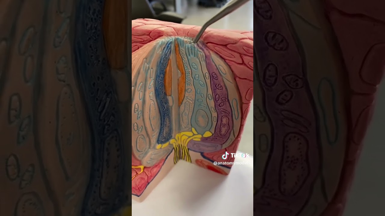 Taste bud model#anatomy #humananatomy #biology #trending #shorts