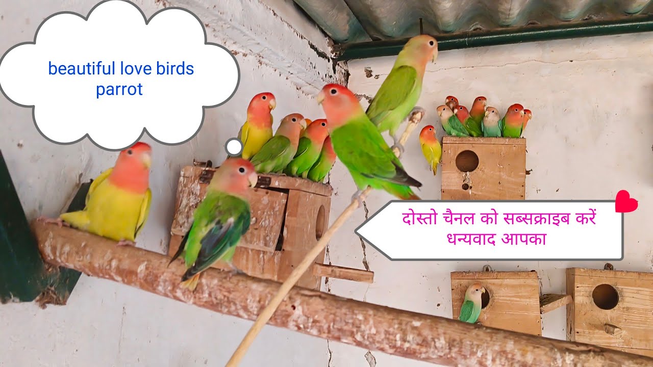 #birds parrot ashok yadav 