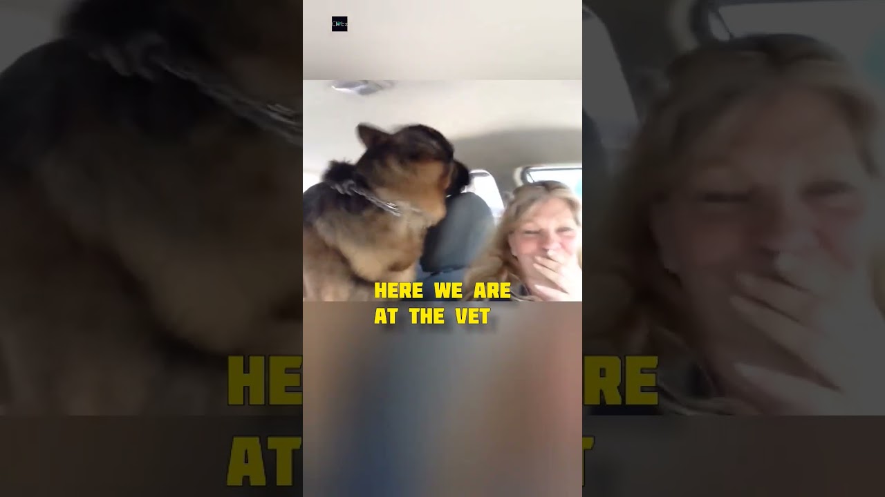 Dog realizes he's at the vet and gets afraid 🐶