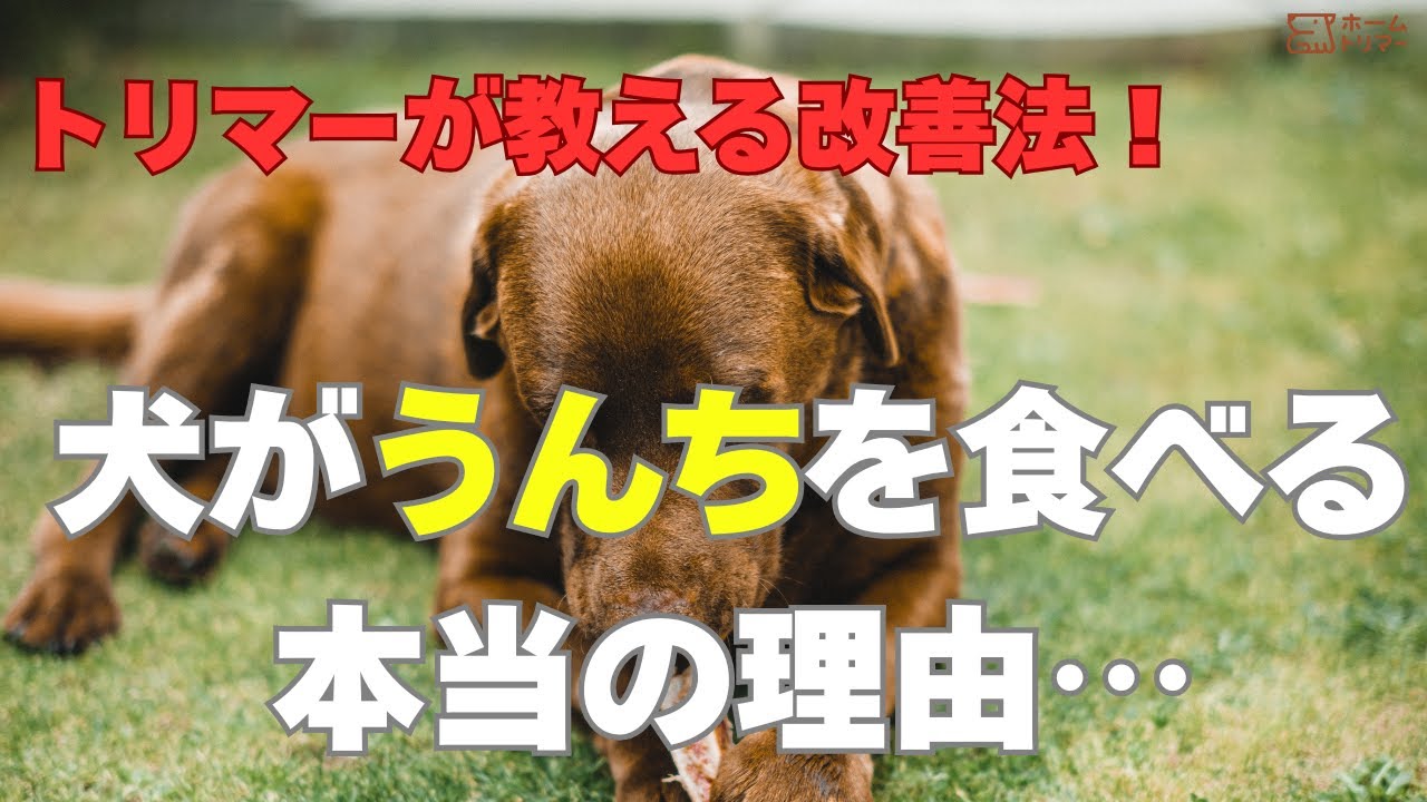 犬がうんちを食べる本当の理由…トリマーが教える改善法！