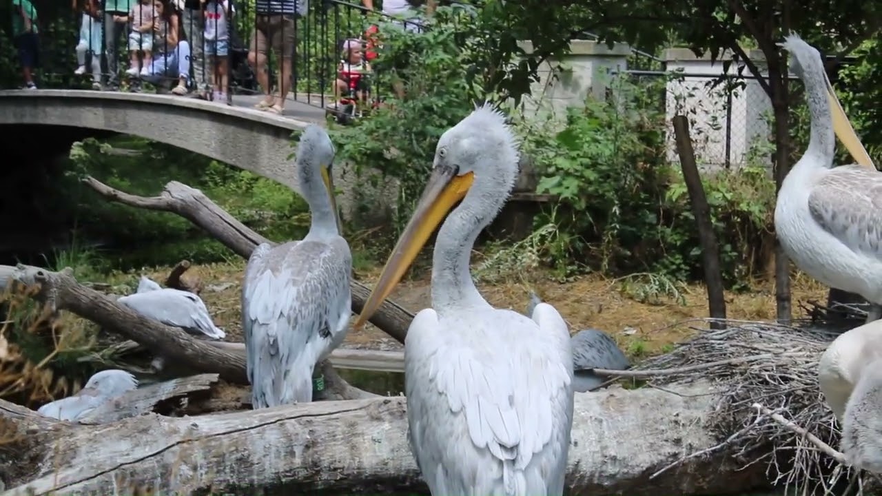 Bird eater Big Pelican bird in Vienna ZOO: Rare animals and birds- Good place for Family and Kids
