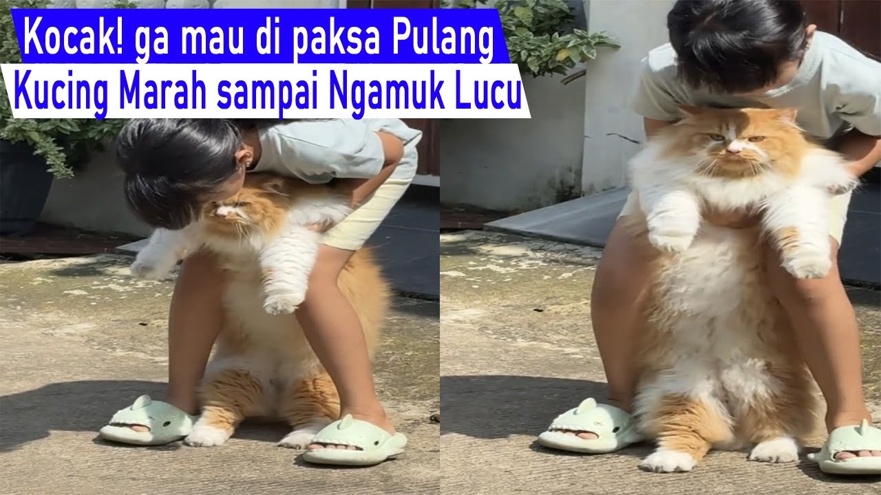 ini Ngakak Parah! Ga mau di Ajak Pulang Emak, kucing ini Ngamuk Lucu Marah Marah/Video Kompilasi
