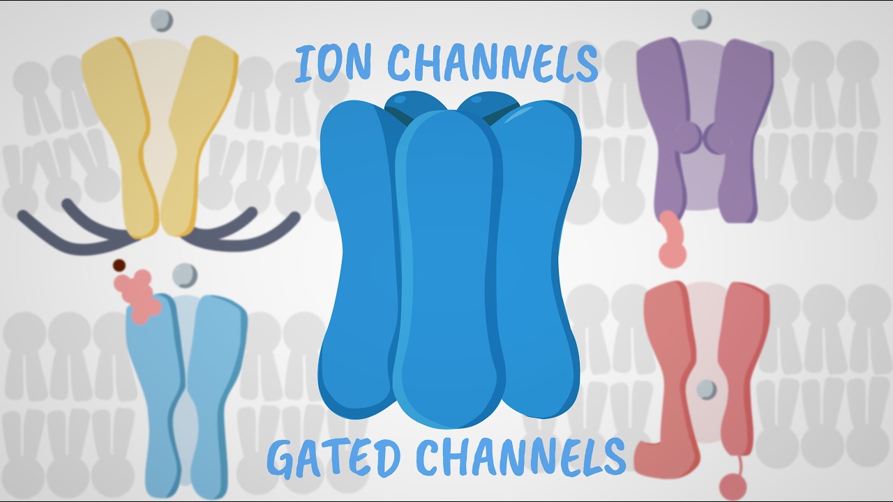 Gated Ion Channels Explained: Ligand, Voltage, Phosphorylation & Mechanical