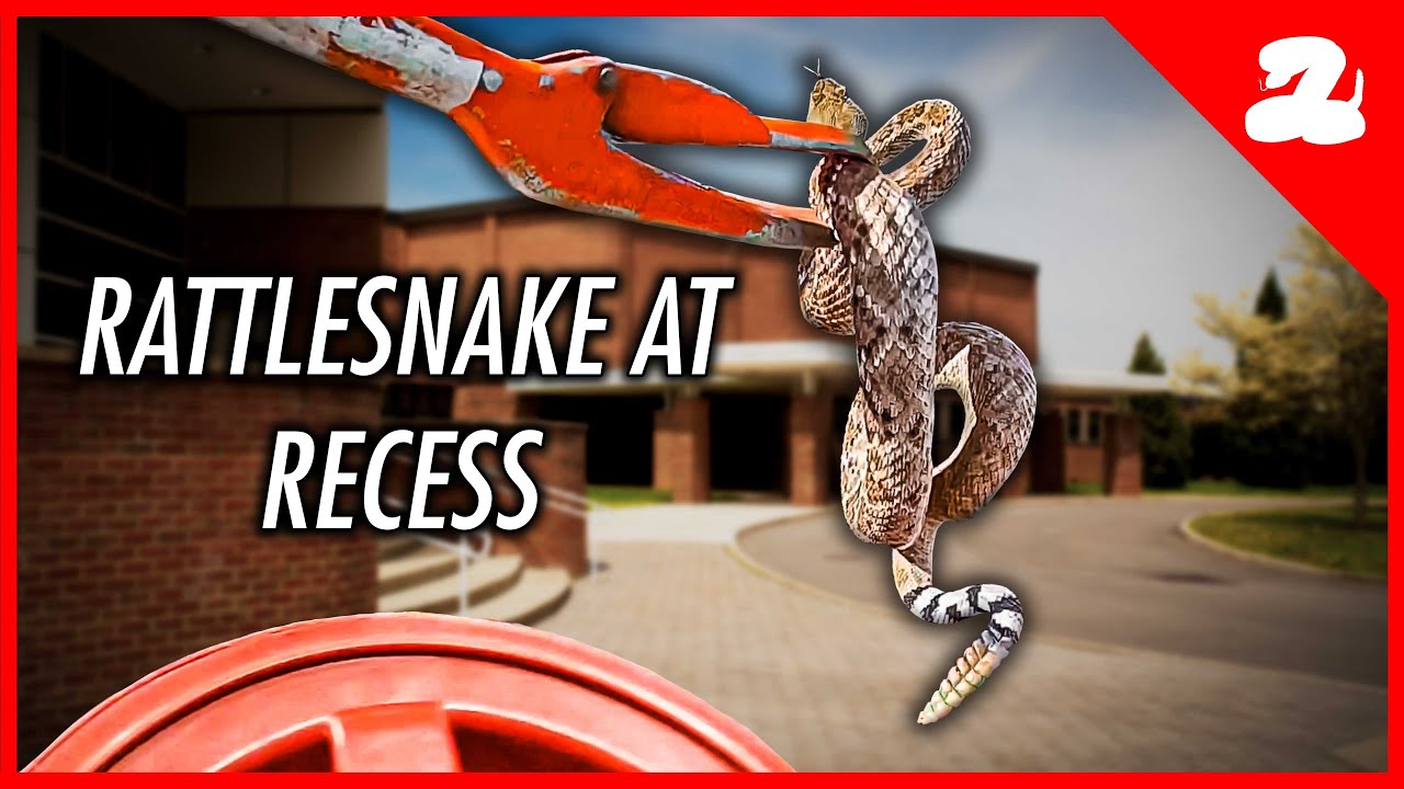 Kids Find a Rattlesnake at School