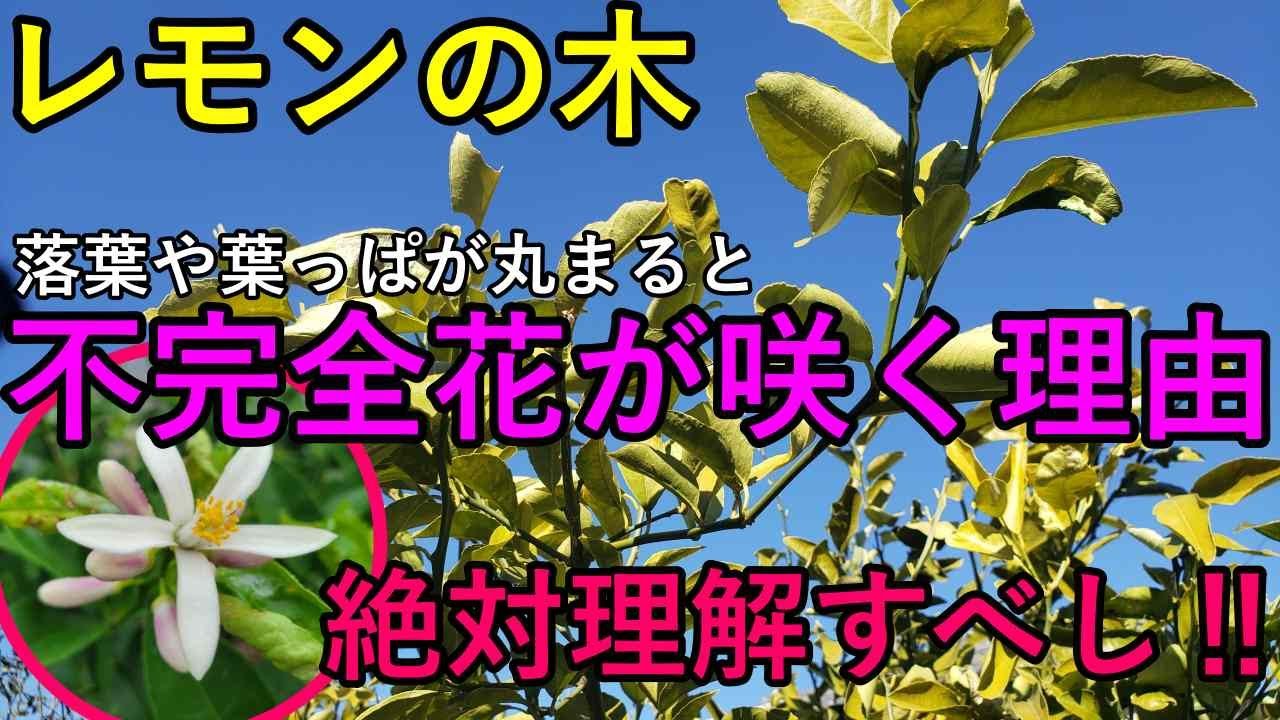 必ず覚えるべき！レモンの木はなぜ落葉した枝は“不完全花”になりやすいのか