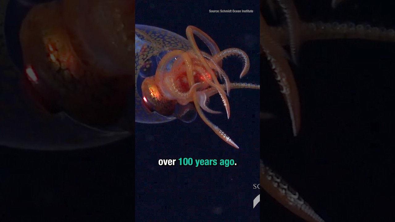 First Live COLOSSAL SQUID Sighting (and it&rsquo;s a baby)!