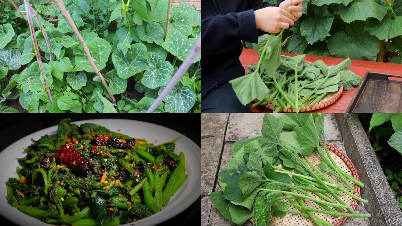 Cooking Fresh Pumpkin Leaves | Stir-fry pumpkin leaves | Farsi ko paat ko tarkari