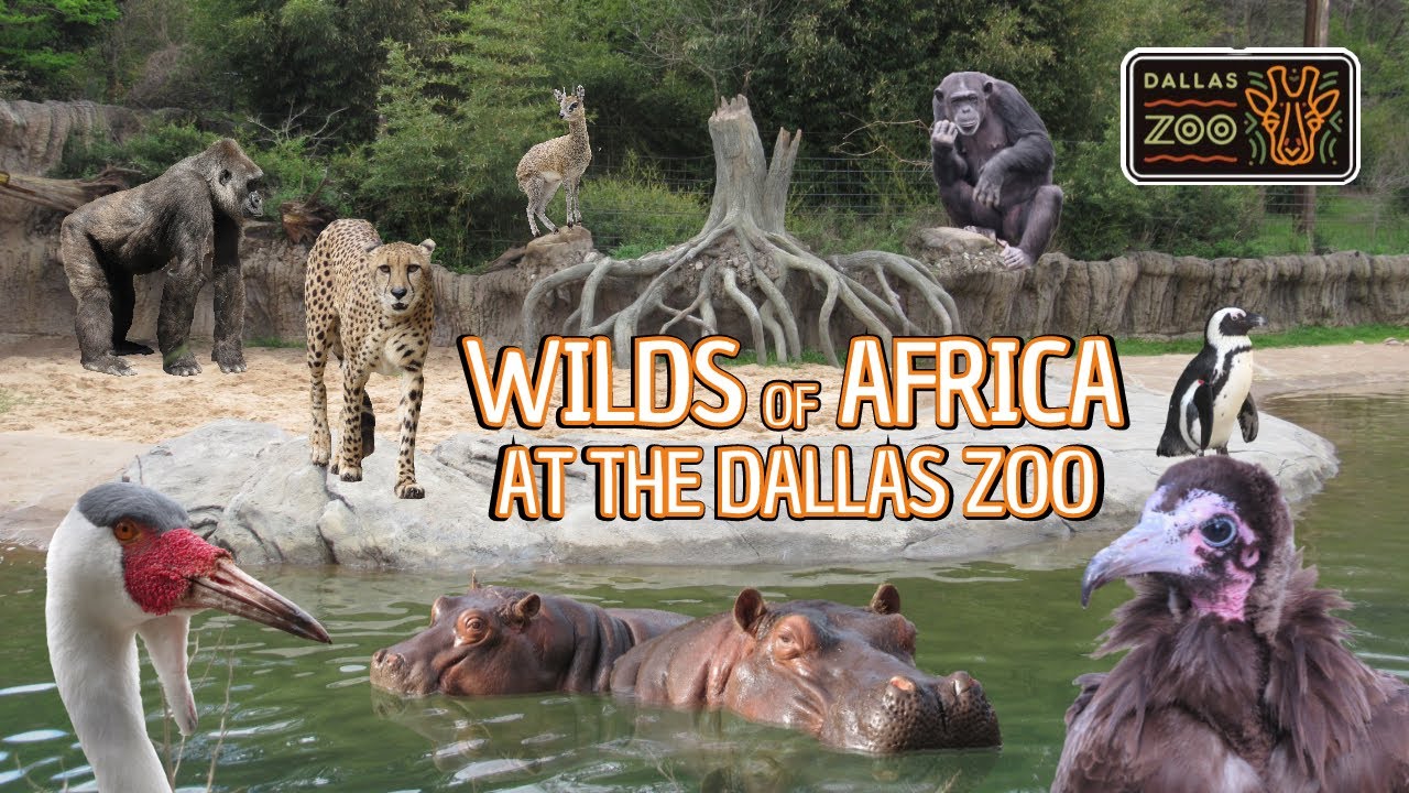 Wilds of Africa at the Dallas Zoo | Exhibit Tours Ep. 42
