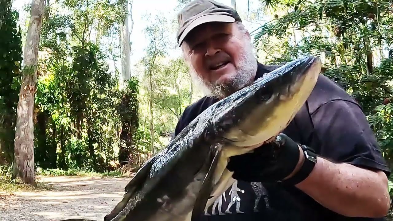 What's biting inshore reefs, Sunshine Coast 26 9 23. Catch and cook with 