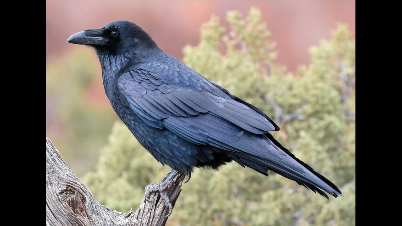 Desert Lore: Visiting a Raven Nest