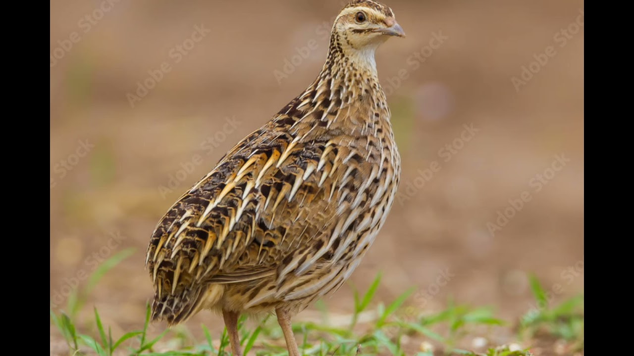 Amazing Batair Training & Care | Quail Calling, Feeding, Breeding & Hunting Tips