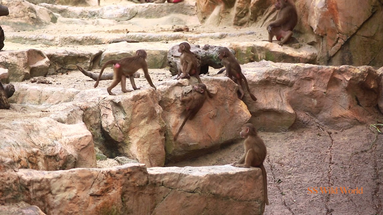 Hamadryas Baboon Running & Playing | Full HD