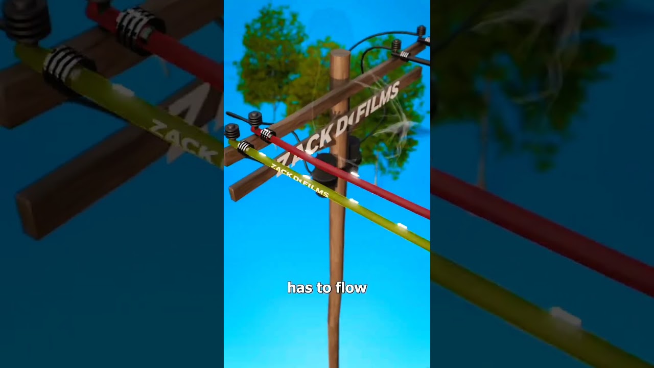 How birds avoid electrocution ⚡️🐦