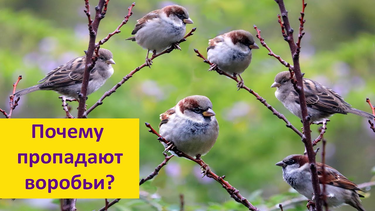 ВОРОБЬИ: почему они исчезают? Наталья Носова