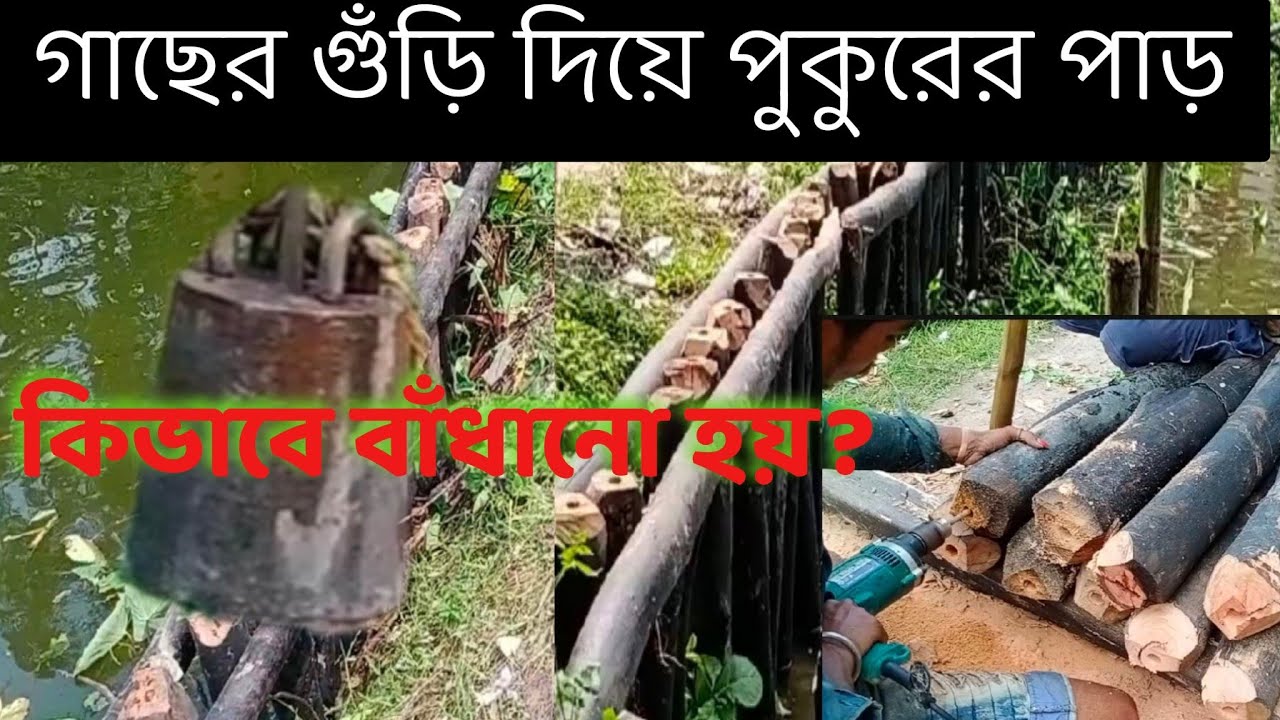 গাছের গুঁড়ি দিয়ে পুকুরের পাড় কিভাবে বাঁধানো হয়?