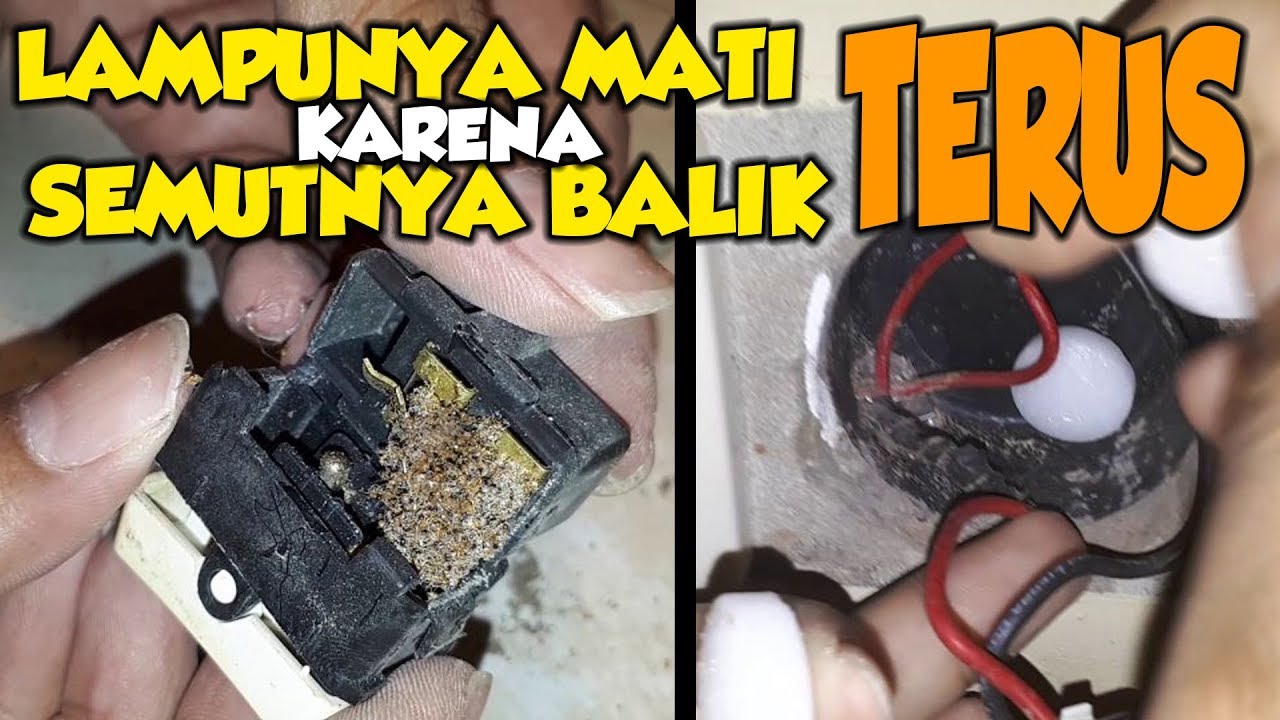 Semut Selalu Mengerubuti Saklar dan Peralatan Listrik Lainnya??? Ini Dia Solusinya.