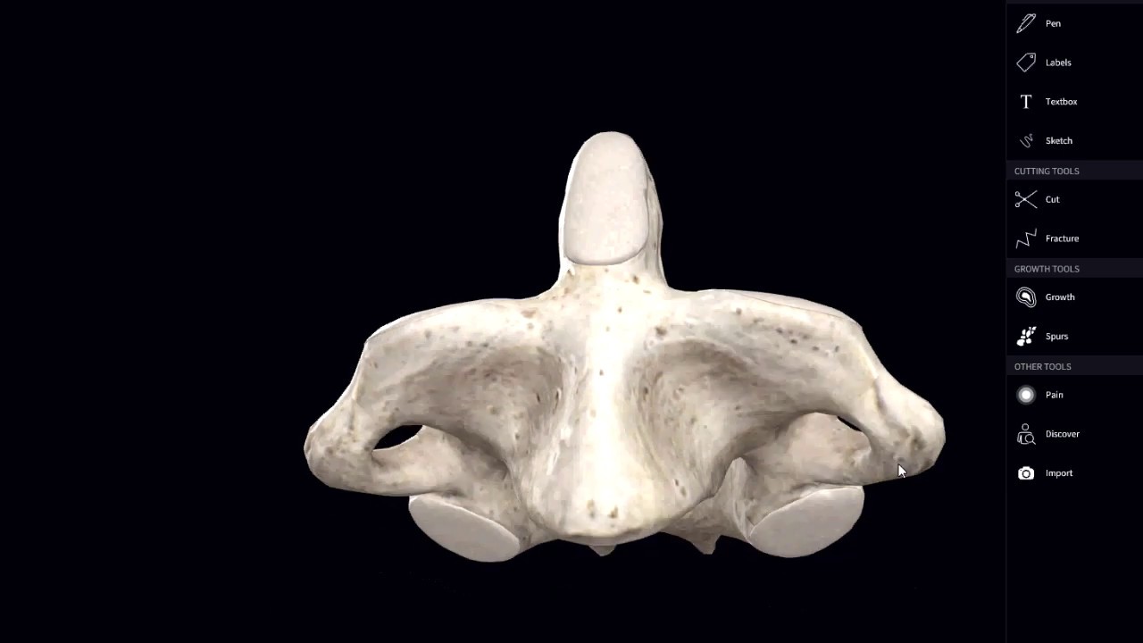 Anatomía - Axis en 3D (Partes, Inserciones Musculares, Ligamentos)