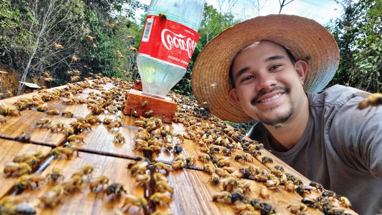 NUNCA faça ALIMENTAÇÃO de ABELHA SEM FERRÃO sem antes ver isso!!!