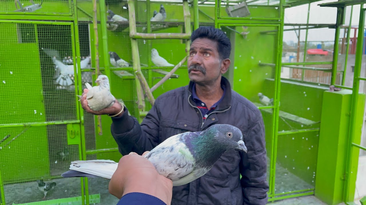 2 Din Bad Kabootar Wapis Aya 😳