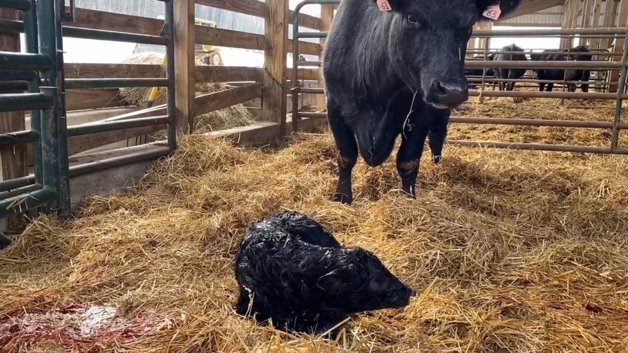 Calving Continues On The Farm
