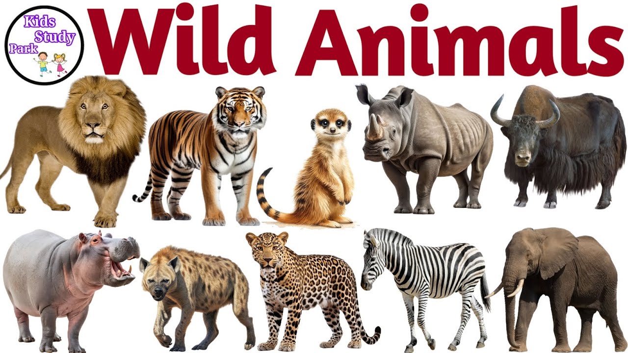 Wild Animals Name with Pictures | जंगली जानवरों के नाम | Jungali janvaron ke naam | Animals Name 