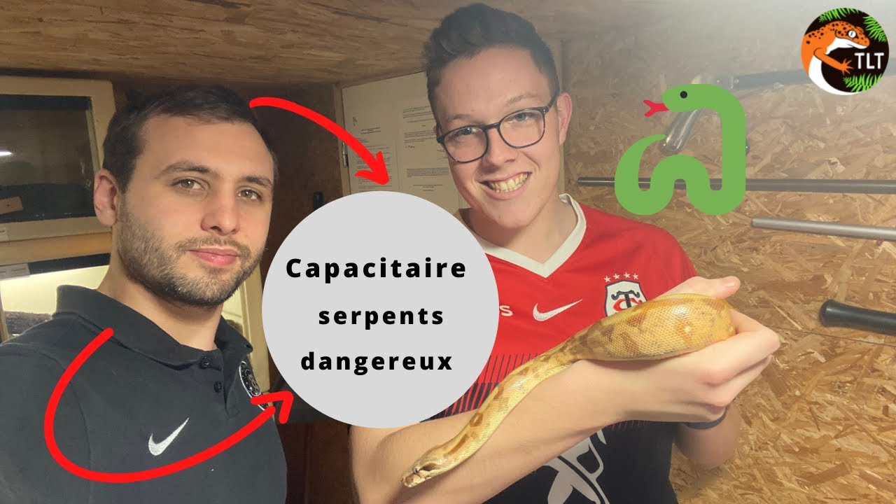 ON PART ENSEMBLE CHEZ UN CAPACITAIRE !!! ( simalia, python birman, epicrates ... )