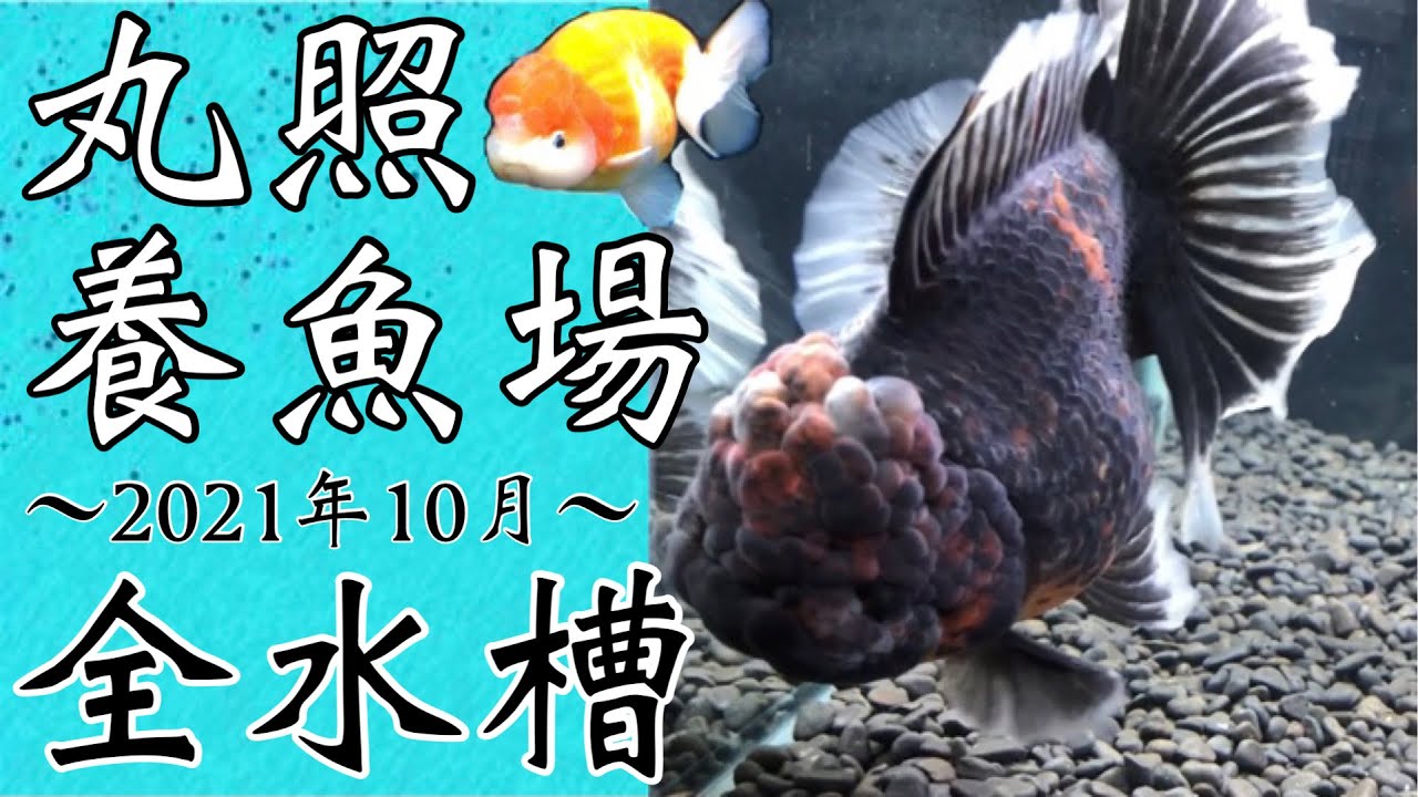 丸照養魚場【弥富の金魚屋】全水槽ラインナップ〜2021年10月〜