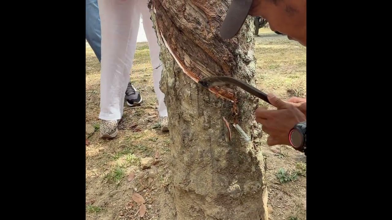 Langkawi malaysia  where rubber comes from