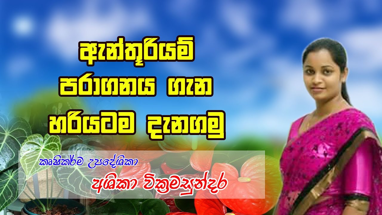 Anthurium pollination - ඇන්තූරියම් පරාගනය