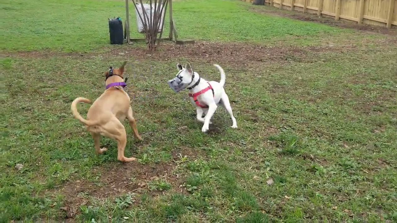 Snow & Splash - Muzzle Play
