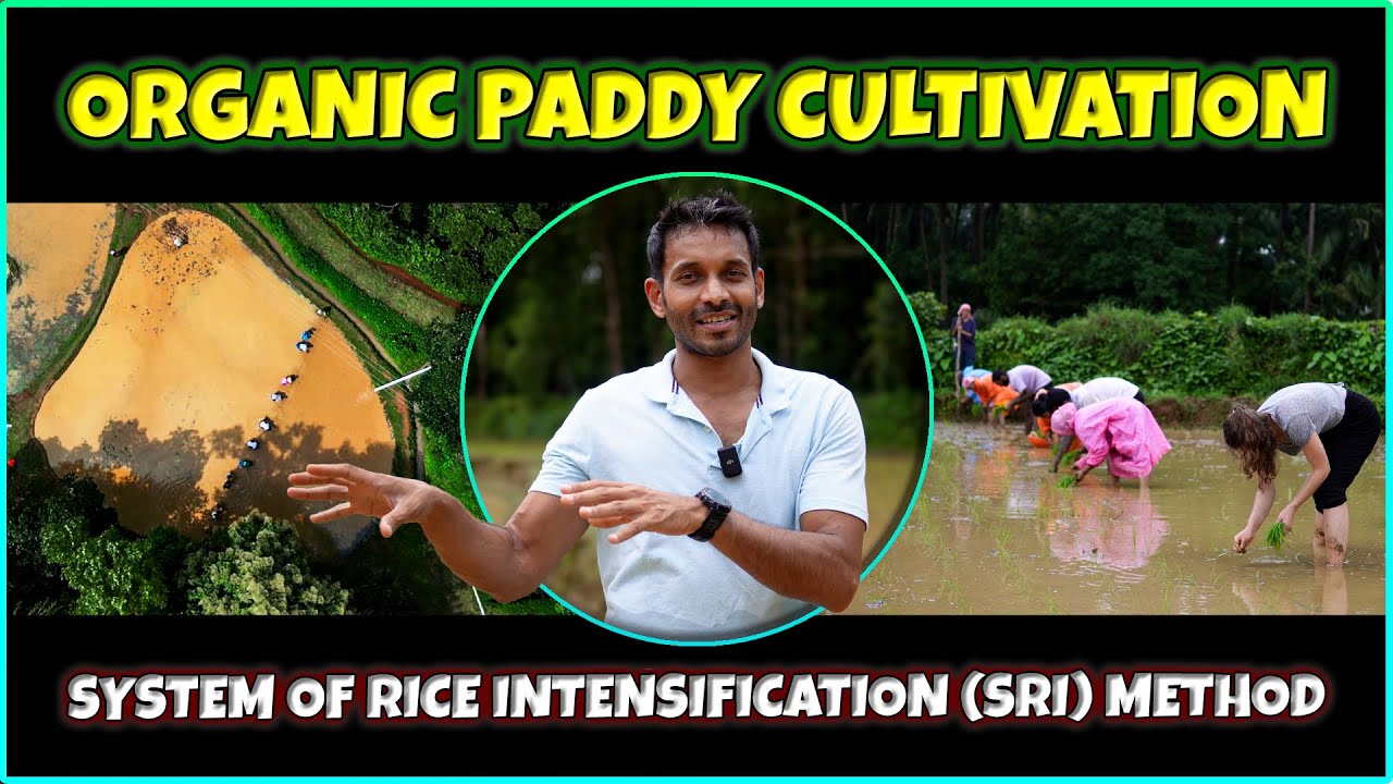 Regenerative Paddy Cultivation | Organic Rice Farming | System of Rice Intensification (SRI)