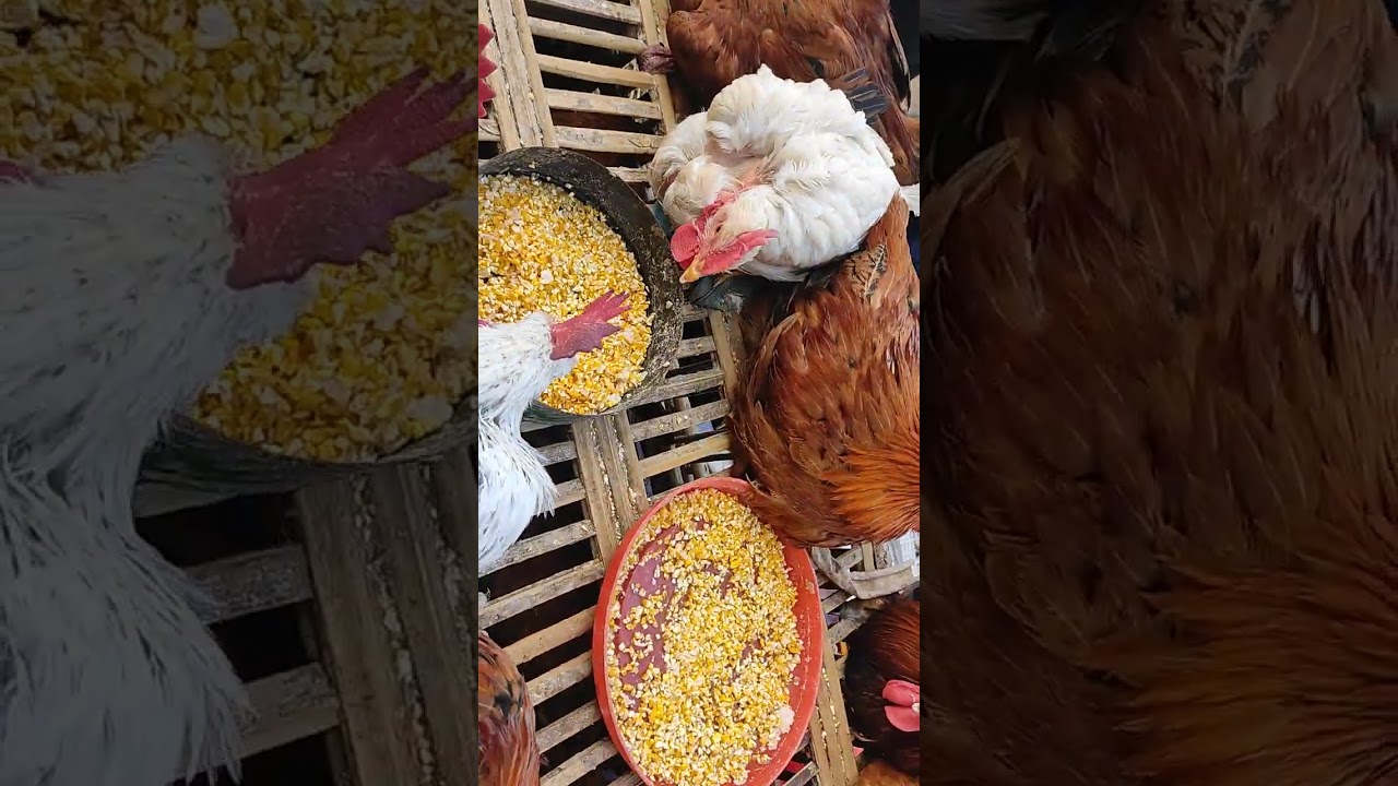 اخر اسعار الطيور بط وفراخ ورمى وارنب وحمام ووز اخواتي المحترمين اشترك في القناه 