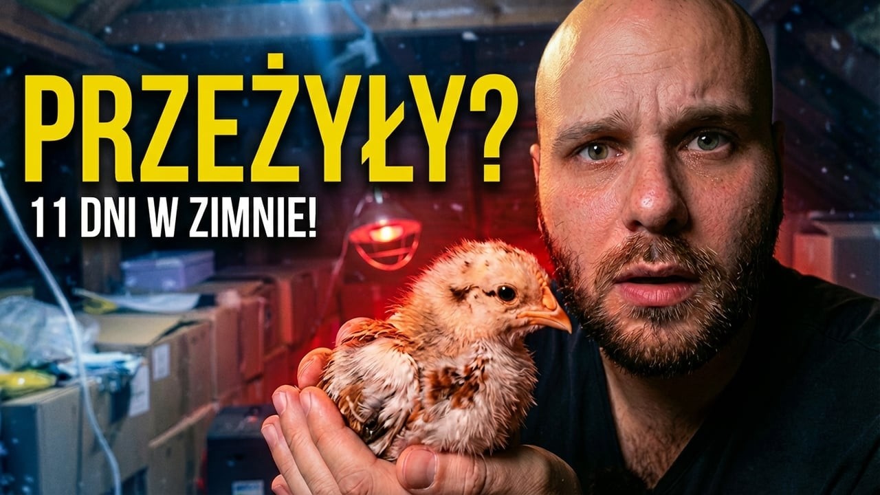 11 Dni na Strychu: Czy WSZYSTKIE pisklaki przeżyły?