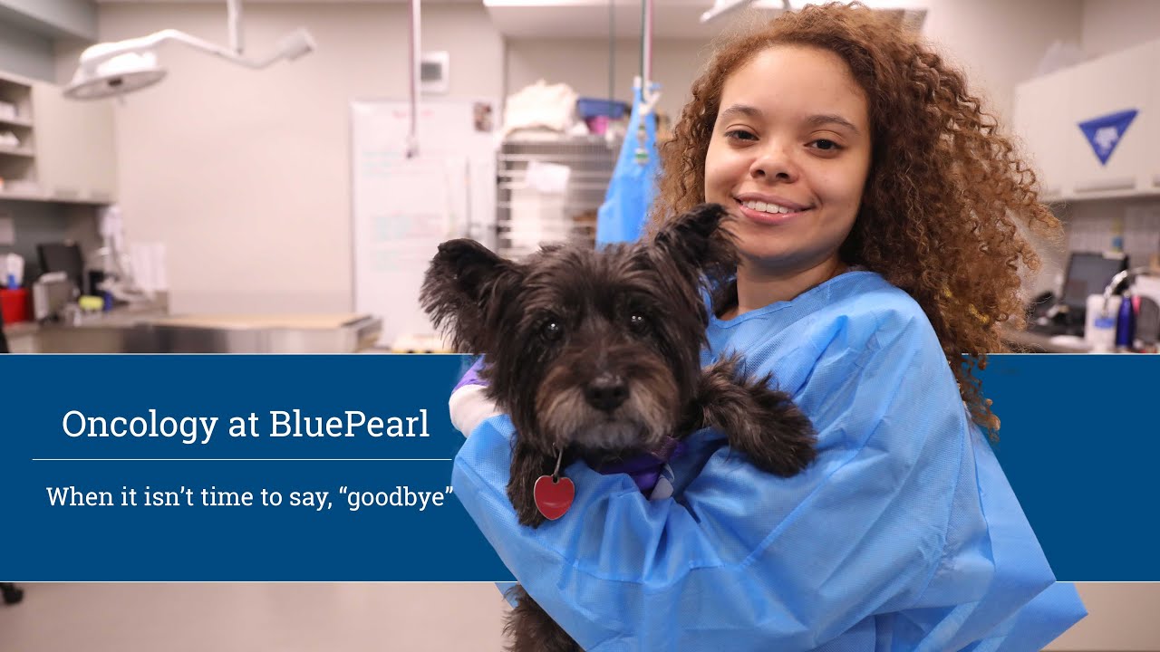 Oncology at BluePearl