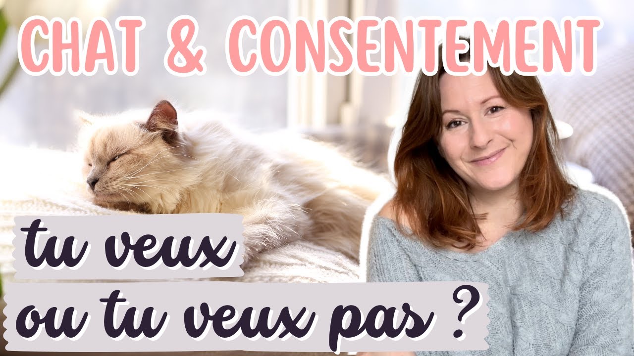 Chat, câlins et consentement, comment savoir si mon chat veut des câlins   (ou pas !)