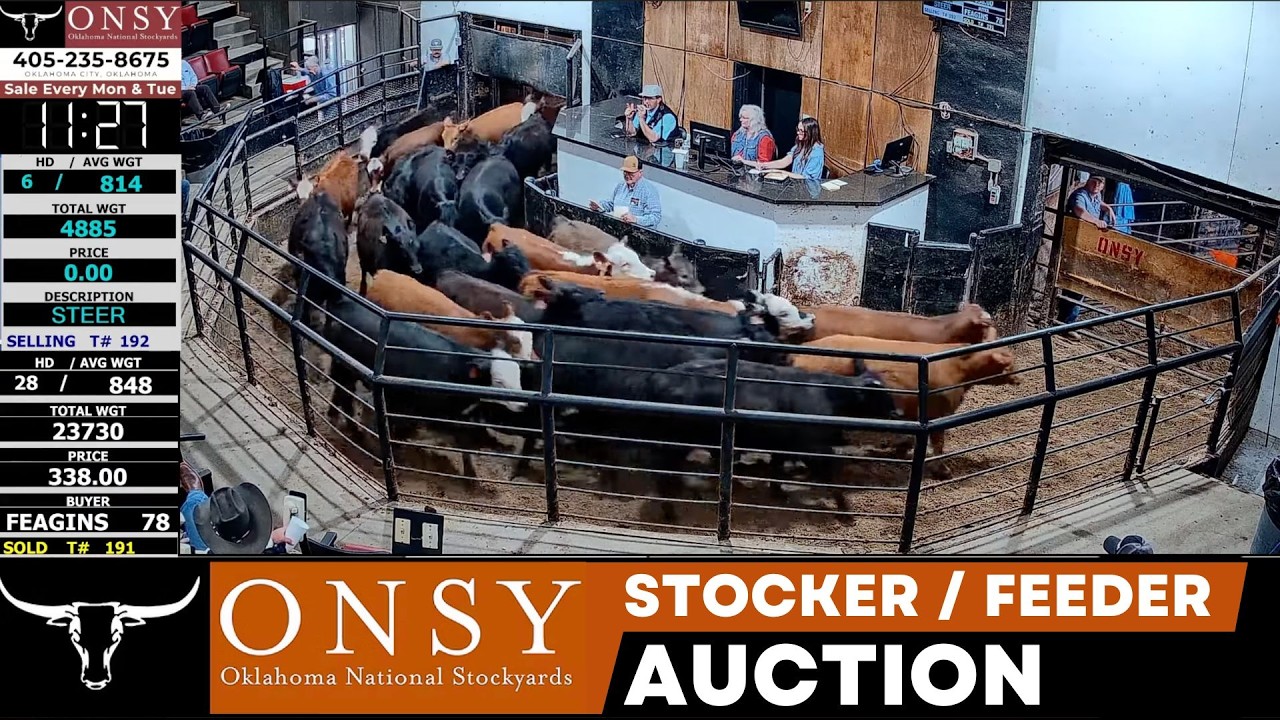 Monday Cattle Auction: Live Market Action at Oklahoma National Stockyards | March 16, 2026