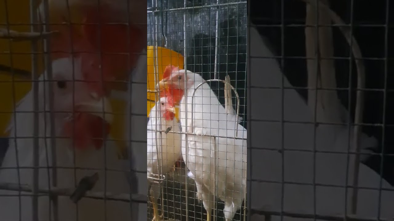 Fowl Pox pada Ayam White Leghorn #whiteleghorn #nanaocafarm #chicken #hiprovite #ayamkampung 