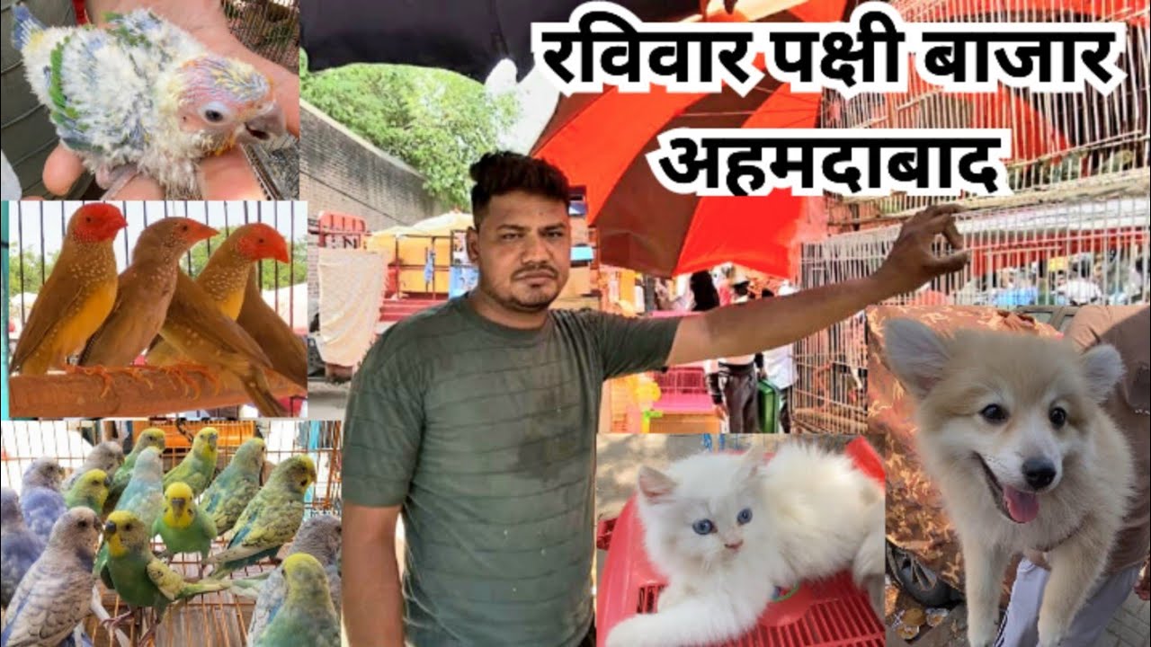 Sunday Bird market Ahmedabad India # India’s biggest Bird and pet market # अहमदाबाद का पक्षी बाजार