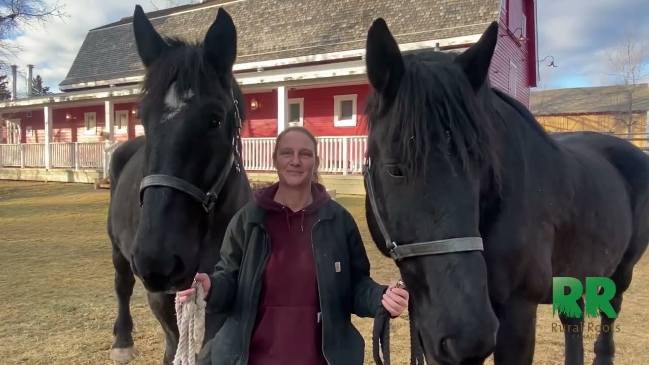 History of Percherons on Farms in Canada