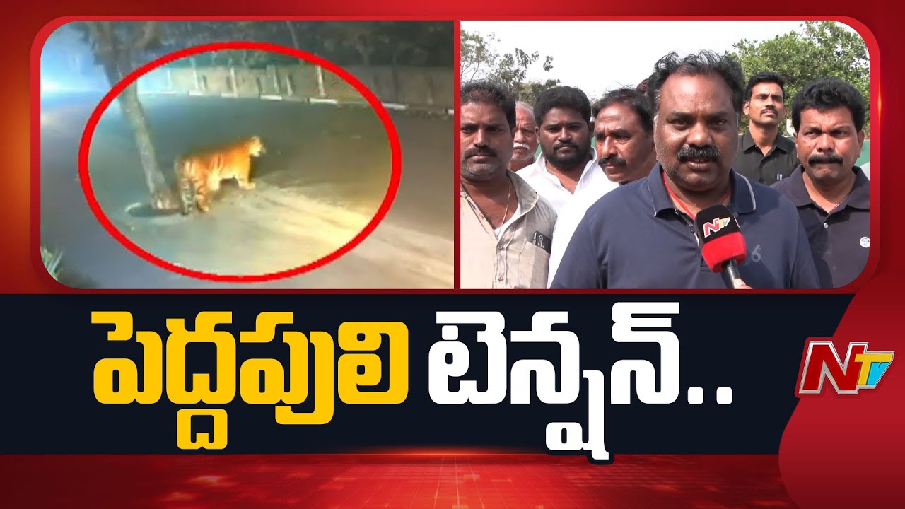 East Godavari District: రోజుకొక ఏరియాలో పులి.. దండోరా తో ప్రజలను అప్రమత్తం చేస్తున్న అధికారులు | NTV